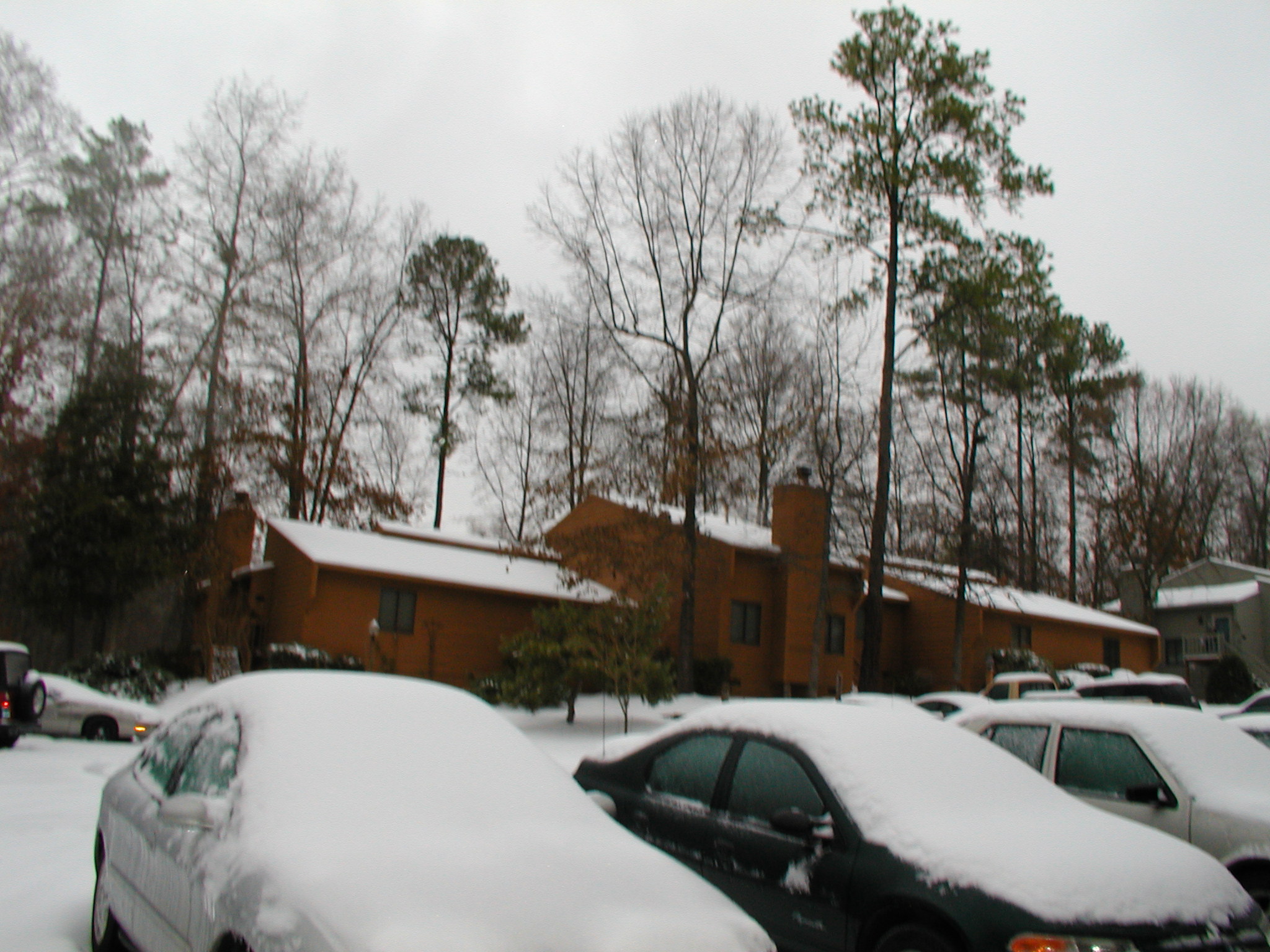 There is a special quiet beauty about snow on the trees.